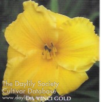 Daylily Da Vinci Gold
